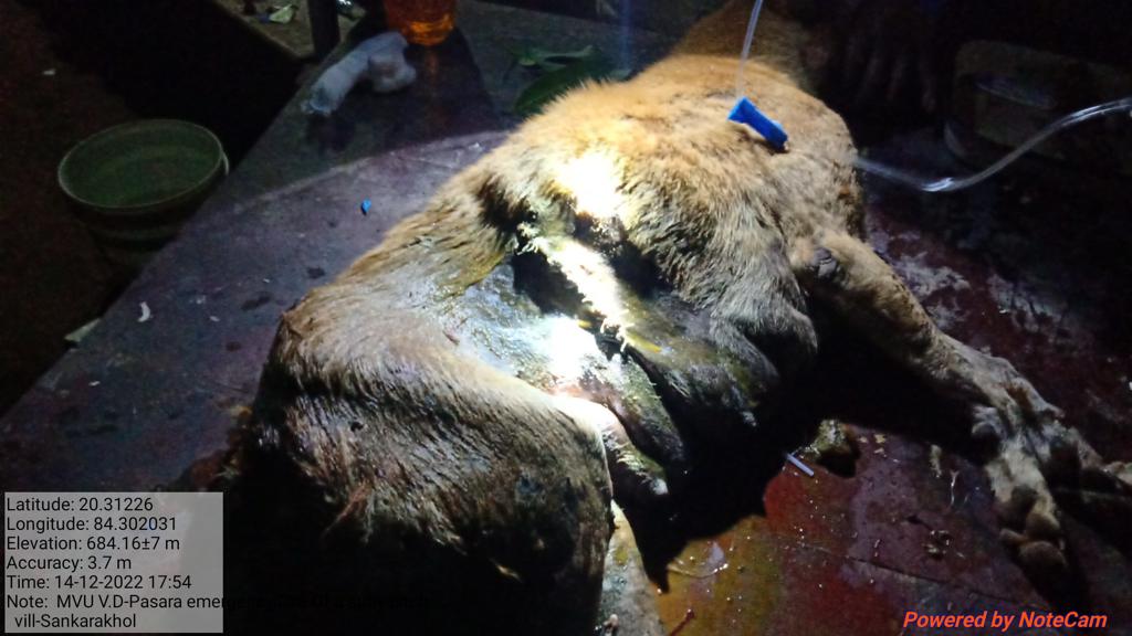 OvsaKandhamal's tweet photo. #EmergencyService #LessManPower Successful Caesarean section of a stray bitch with emphysematous foetus and ruptured Urinary Bladder. #VeterinarySurgeon Dr. Saroj K. Pradhan VAS(MVU),CHAKAPAD #Hysterectomy #Cystorrhaphy @CMO_Odisha @DMKandhamal @farddept @dahvsodisha @SecyChief https://t.co/xt5gv7Kf6m