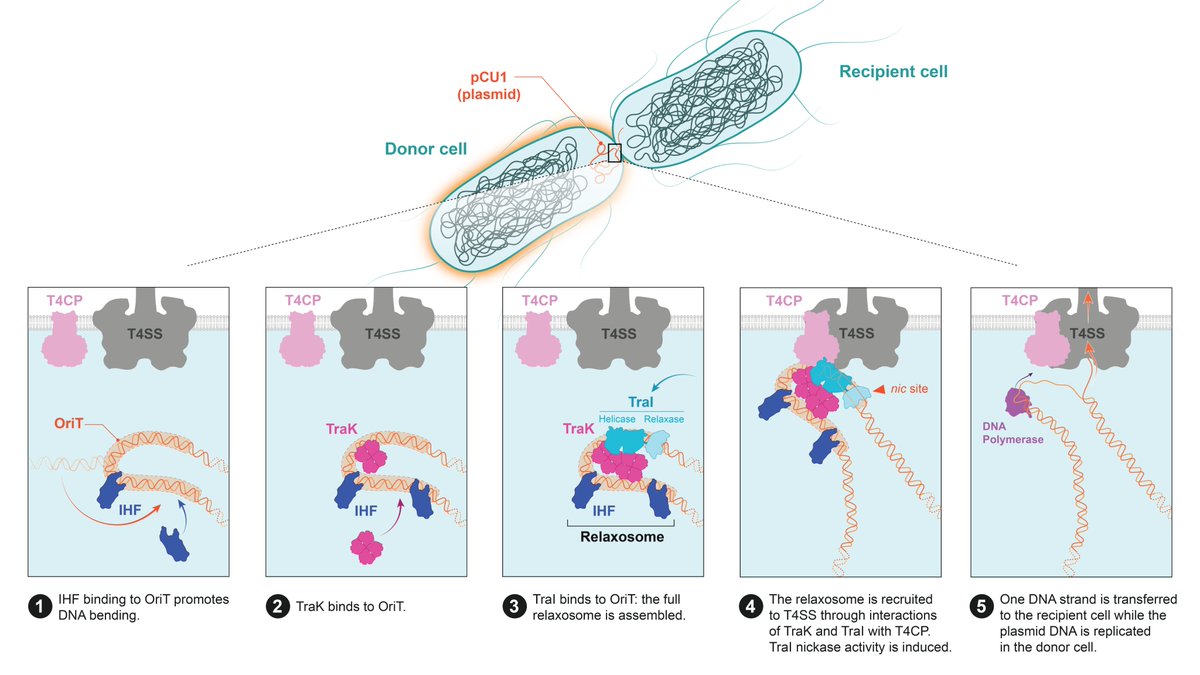 For #SeeingDiversity this month, meet @biophyskrys, an Asst Chem Prof @Vassar! This illustration by @MargotRiggi highlights Krystle’s working hypothesis of the step-wise assembly of the relaxosome, a multiprotein complex involved in bacterial plasmid conjugation.