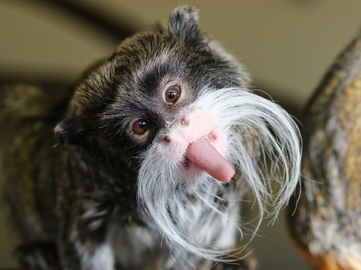 ACA_DC's tweet photo. Happy Monkey Day!
This Emperor Tamarin is just one of over ten #primate species that are more than happy living within our almost 10 million acres of #protectedforest. Learn more about how we protect primate habitats below.
https://t.co/jpBPZS74vj https://t.co/UpEovVYj44