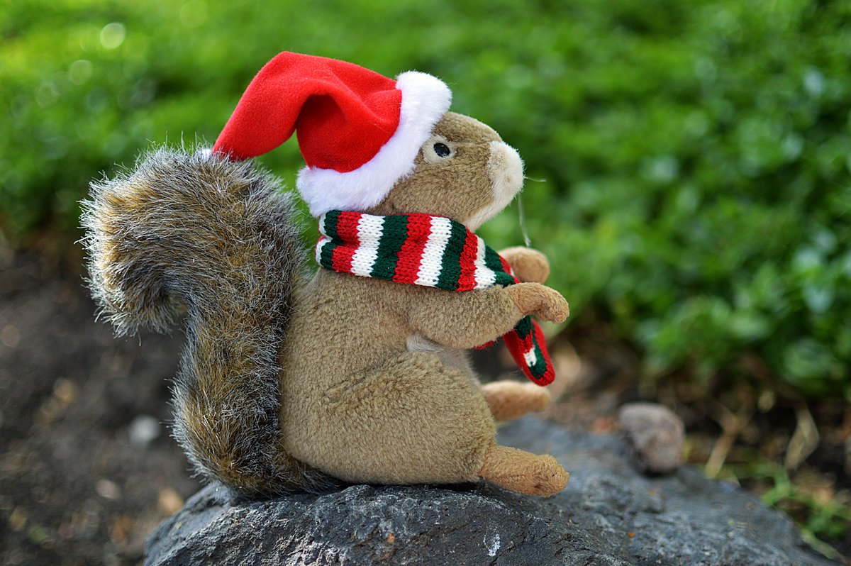 TheGeekSquirrel's tweet photo. Squirrel se prepara. https://t.co/AG1ZzVrCC2