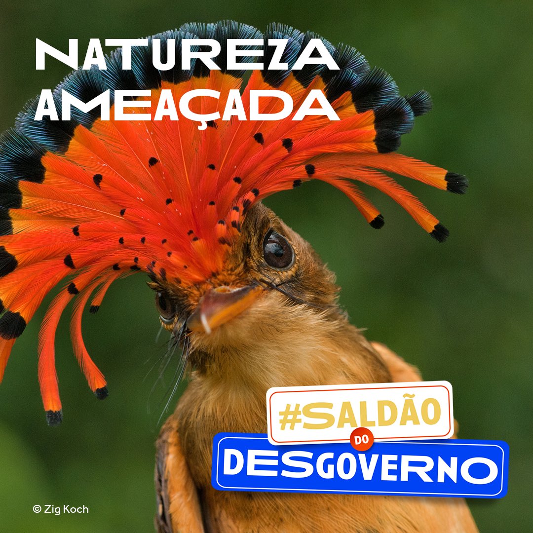 sosma's tweet photo. 🚨 Alerta de boiada na @camaradeputados! Hoje estão na pauta da Comissão de Meio Ambiente projetos que podem aumentar o já alarmante DESMATAMENTO no Brasil, até no pouco que restou da Mata Atlântica! Precisamos barrar e frear o PACOTE DA DESTRUIÇÃO no #SaldãodoDesgoverno https://t.co/hbDtvAJfzK