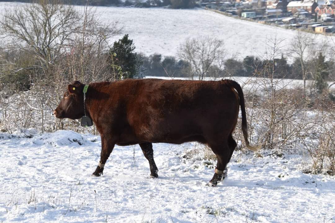 garywatson8763's tweet image. Farthing downs coulsdon cold but beautiful in the snow #farthingdowns #citycommons #snow #coulsdon #winter