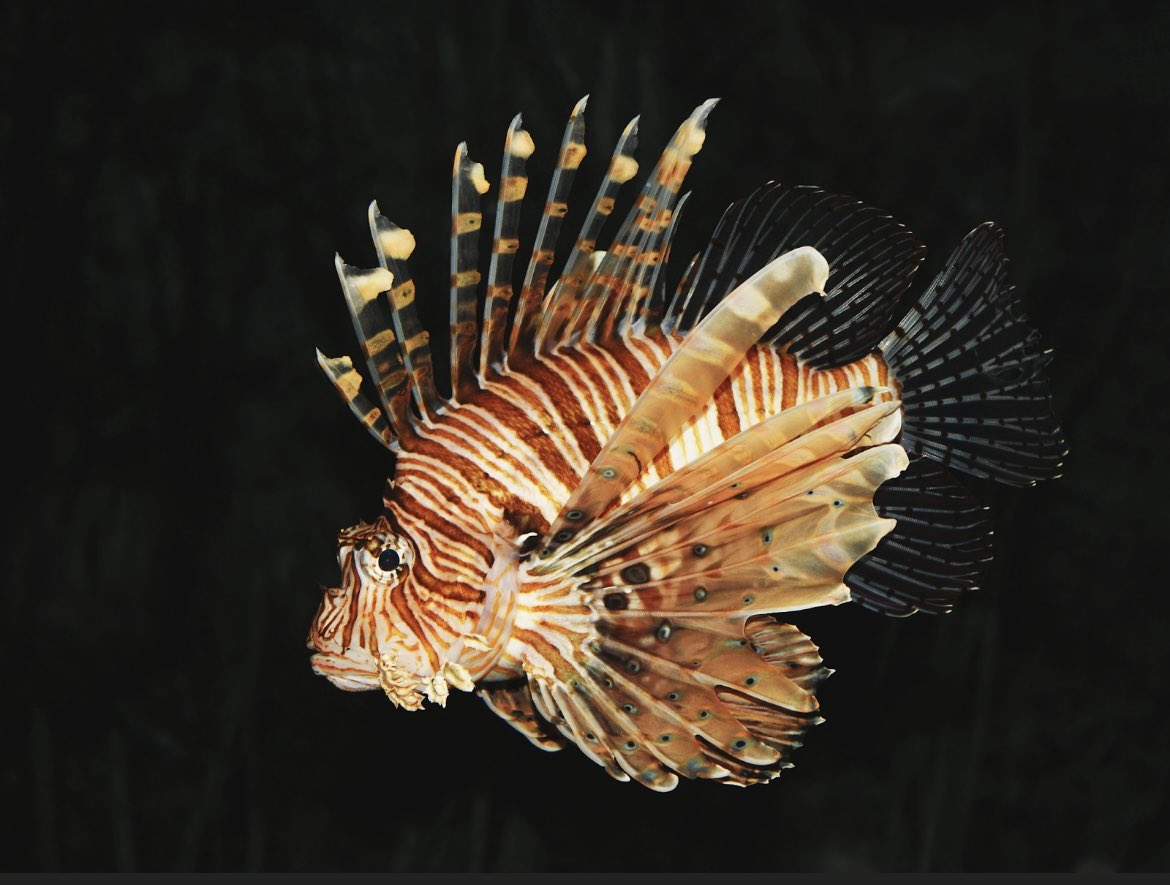 icoast_project's tweet photo. Commonly known as the Lionfish, this species is a threat to many marine ecosystems. One way to combat their invasion is by harvesting them as a food source. Their meat is buttery and tender. Like their namesake, the turkey, they could be a good addition to your Christmas dinner! https://t.co/eQ3JJBvjyX