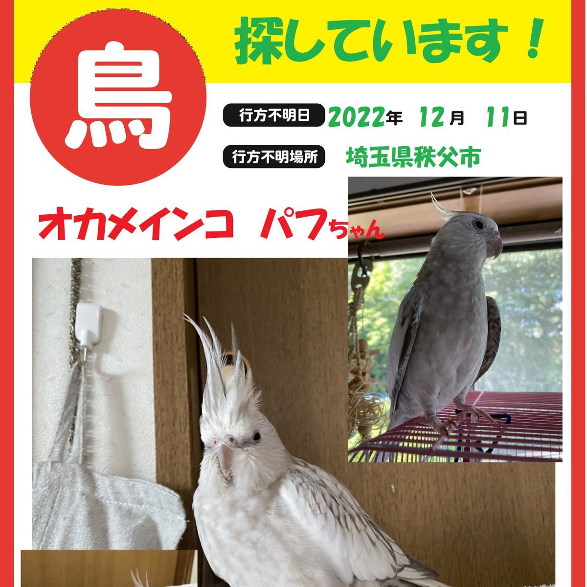 puffcomehome's tweet photo. 埼玉県秩父市で、白いオカメインコのパフが飛んで行ってしまいました。
どうか皆様のお力を貸して下さい！

#迷子鳥　#迷い鳥　#オカメインコ　#埼玉県　#秩父市　#パフ　#保護　#保護鳥　#探して下さい　#お願いします　#白い鳥　#鳥　#インコ　#インコ保護 https://t.co/vWSNMSRyE7