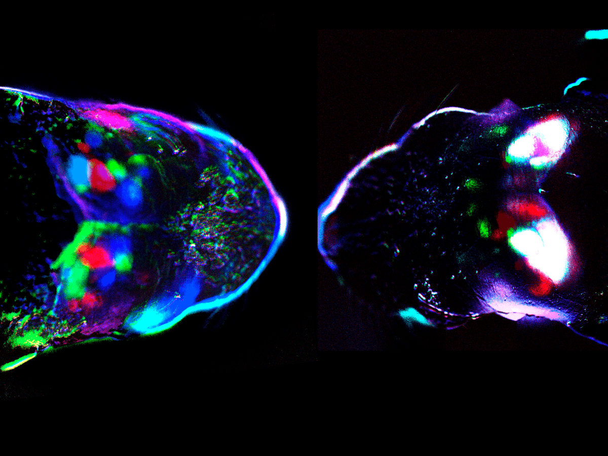 SWC_Neuro's tweet photo. The first #ENSS speaker of 2022, Dr Teresa Guillamรณn Vivancos (@T_Guillamon @NeuroAlc), delves into her experience of the SWC ENSS initiative and shares more on her research on neural circuits in the mouse superior colliculus. Read the Q&A: https://t.co/fgLZdvbSTq https://t.co/UMZWI0kKnX