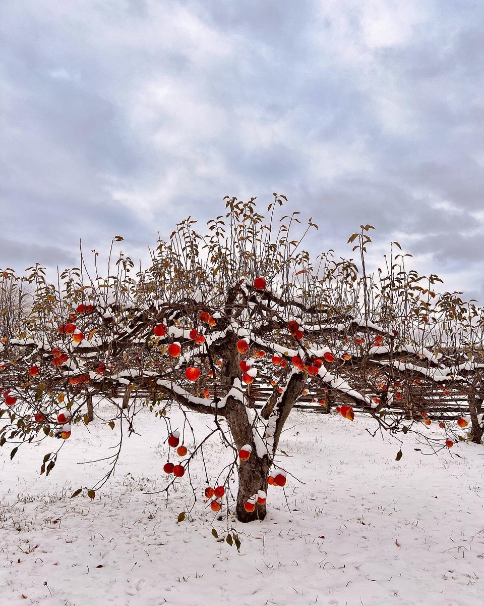CHeritagePark's tweet photo. Hello winter, goodbye fall 🍎❄️ 

#apples #winter #canadianwinter #orchard #snow #snowfall #beautiful #canadaweather #transition #farm #appleseason #winterseason #goodbyefall #countrylife #nature #naturephotography https://t.co/jQmPfZTO6J