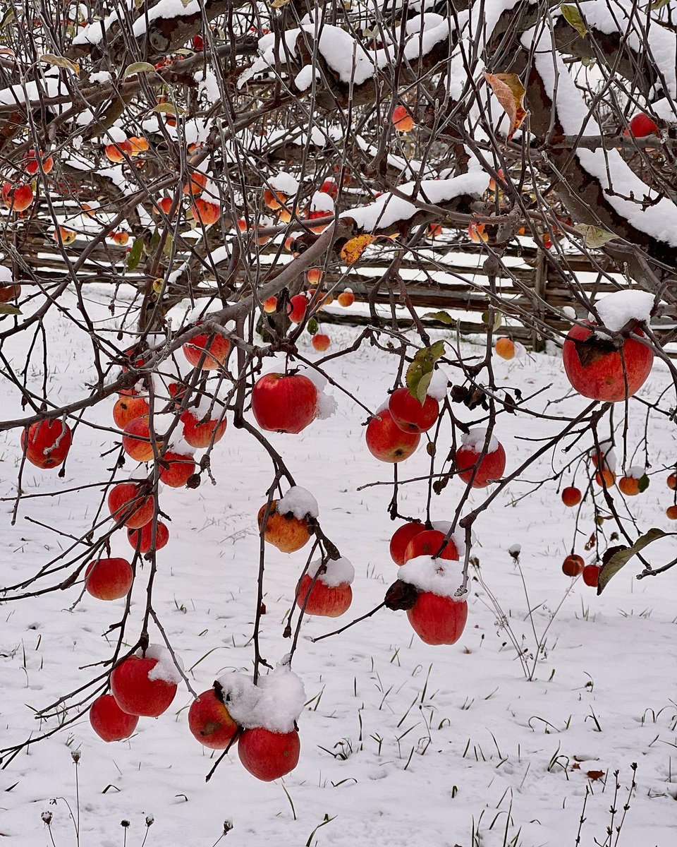 CHeritagePark's tweet photo. Hello winter, goodbye fall 🍎❄️ 

#apples #winter #canadianwinter #orchard #snow #snowfall #beautiful #canadaweather #transition #farm #appleseason #winterseason #goodbyefall #countrylife #nature #naturephotography https://t.co/jQmPfZTO6J