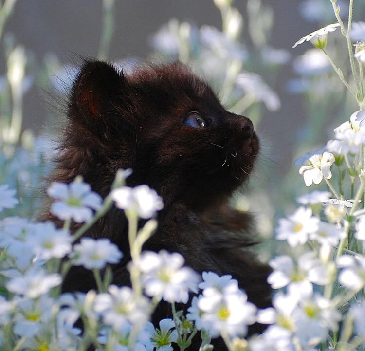 ‏ْ (@piinkifairy) on Twitter photo 