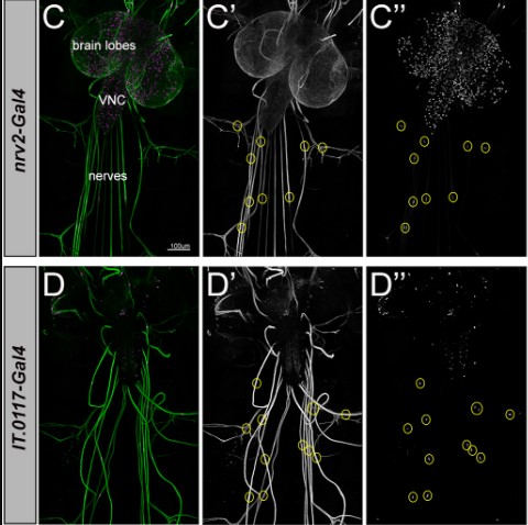 Dev_journal's tweet photo. It's a wrap: Discoidin domain receptor protects peripheral axons

A Research Highlight showcasing new work from Megan Corty @megancphd, Marc Freeman @VollumInstitute and colleagues 

https://t.co/Q1ITM9ifca https://t.co/kSgiN6I8bj