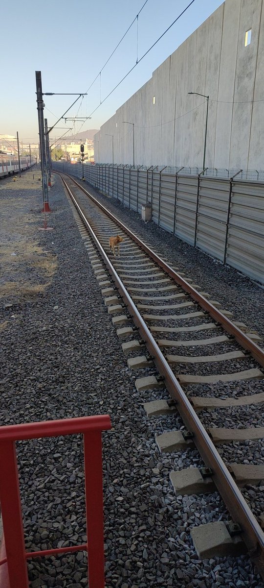 vhugodc's tweet photo. @Suburbanos no puede ser posible que no detengan marcha, es un ser vivo tiene la inocencia de un niño !!! Estación San Rafael https://t.co/zop08IDvOq