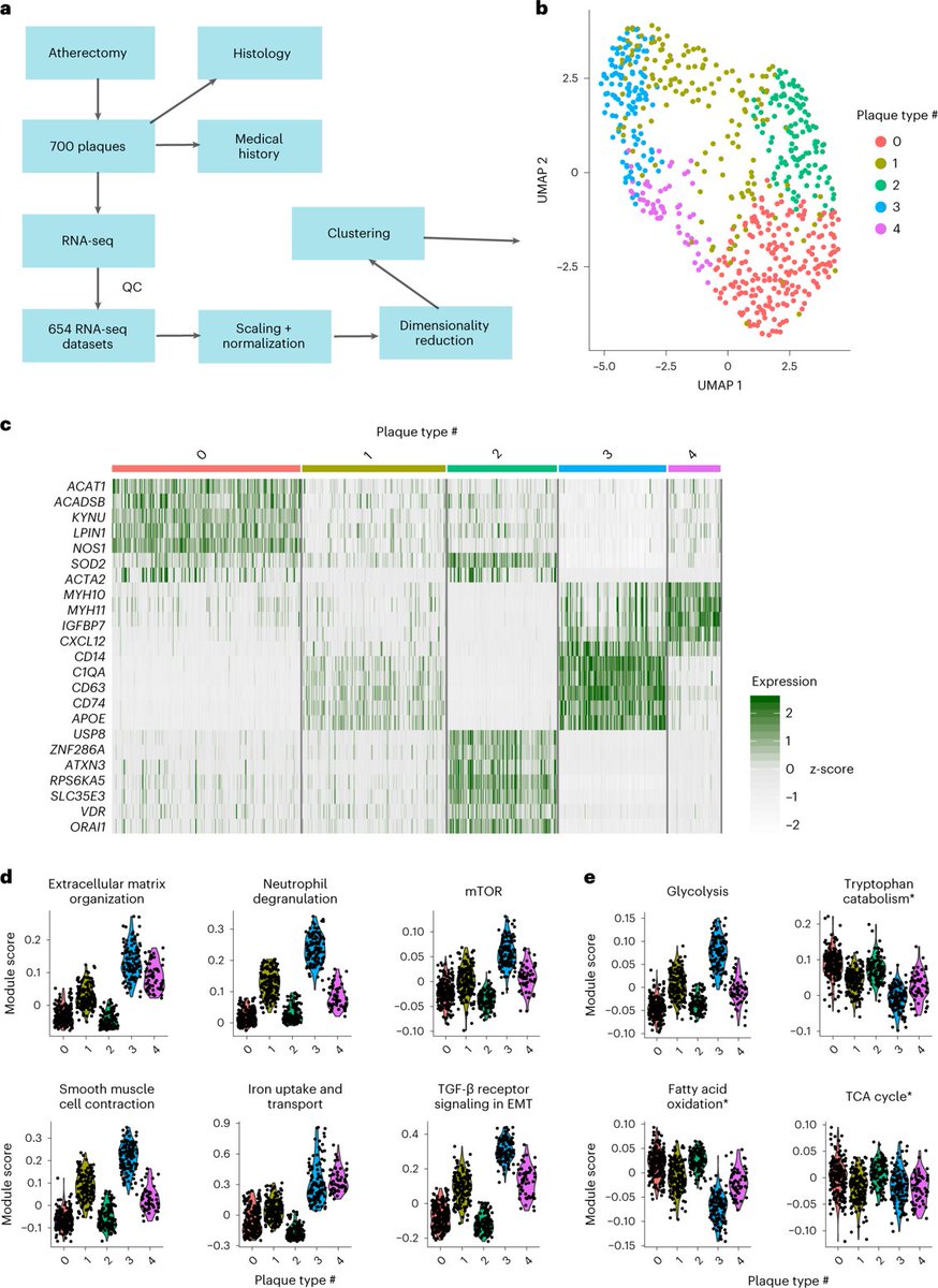 NatureCVR's tweet photo. RESEARCH| @mm0kry et al. show that #transcriptomic-based clustering of human #AtheroscleroticPlaques identifies five subgroups with different cell composition and clinical presentation|@UMCUtrecht @AtheroExpress @CirculatHealth @gpasterkamp @clintomics 

https://t.co/xnPwuIyF0C https://t.co/SqmbM5KFiE