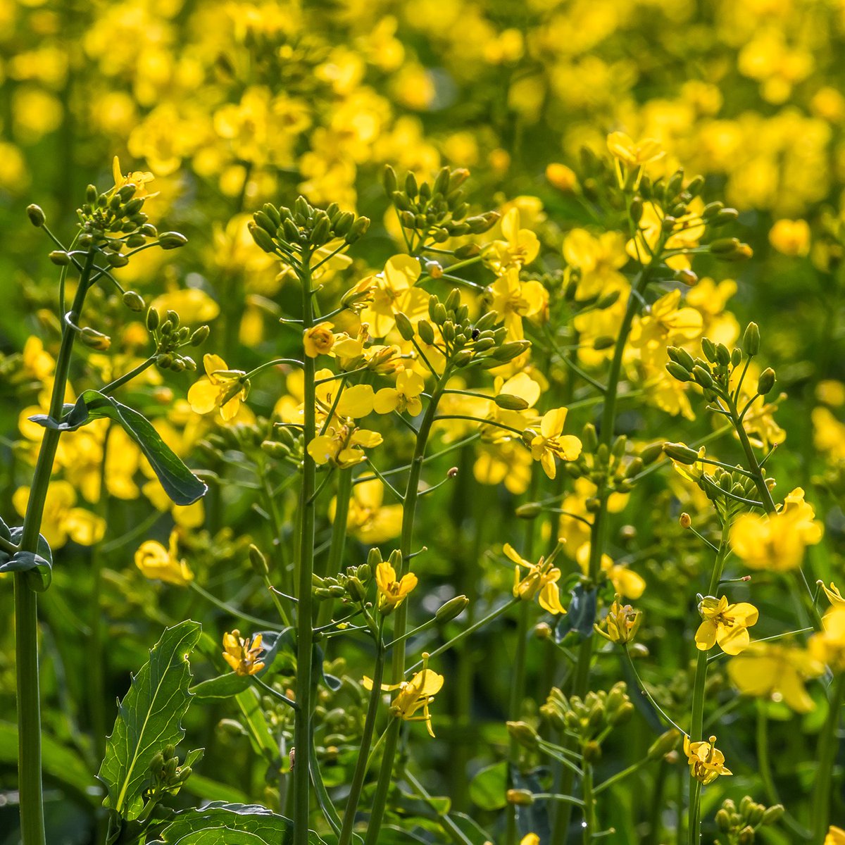 Hyviä uutisia öljykasvinviljelijöille! Kevätöljykasvien viljelyn onnistumisen edellytykset on turvattu keväälle 2023 - Tukes on myöntänyt poikkeusluvan siementen peittaukseen. 

Lue lisää bit.ly/kevatoljykasvi…