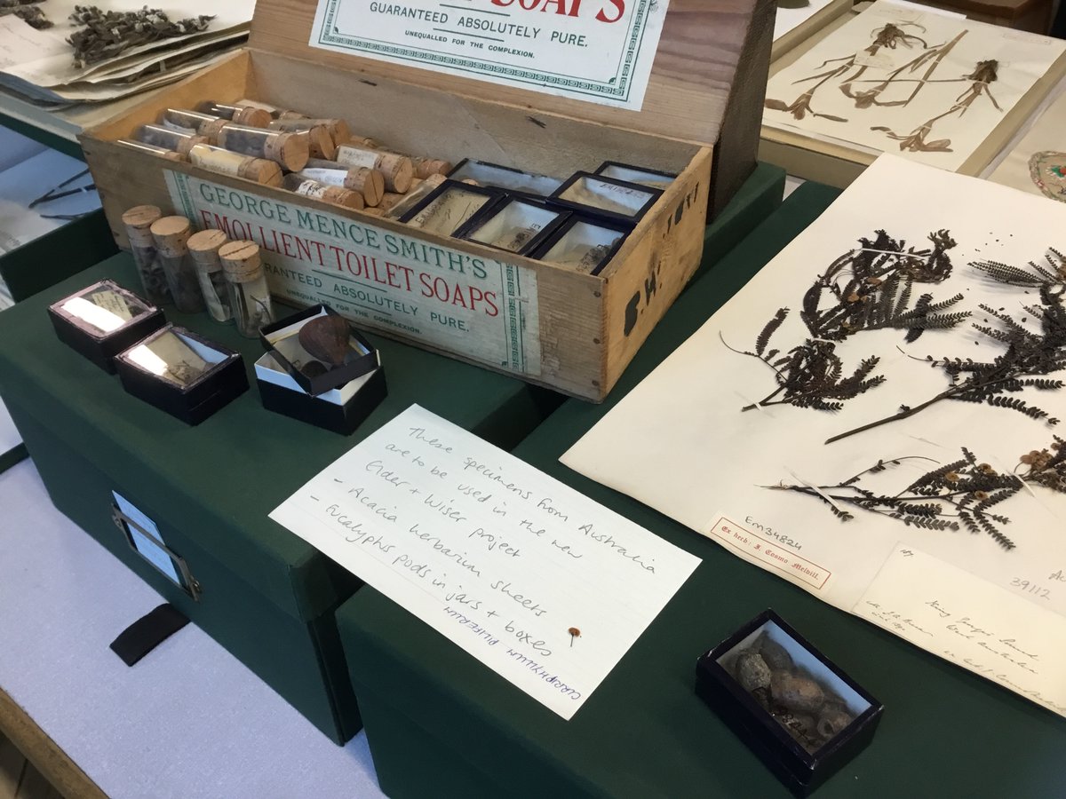 Aristolochia's tweet photo. The herbarium bench is covered in botanical specimens!  All set up and ready for a visit from the wonderful Museum volunteers following their Christmas lunch. @VolunteeringMM @McrMuseum 
 #beautifulbotany 
#botanical 
#herbarium https://t.co/2lgpo9nfay