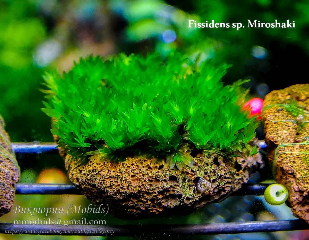 Fissidens Miroshaki