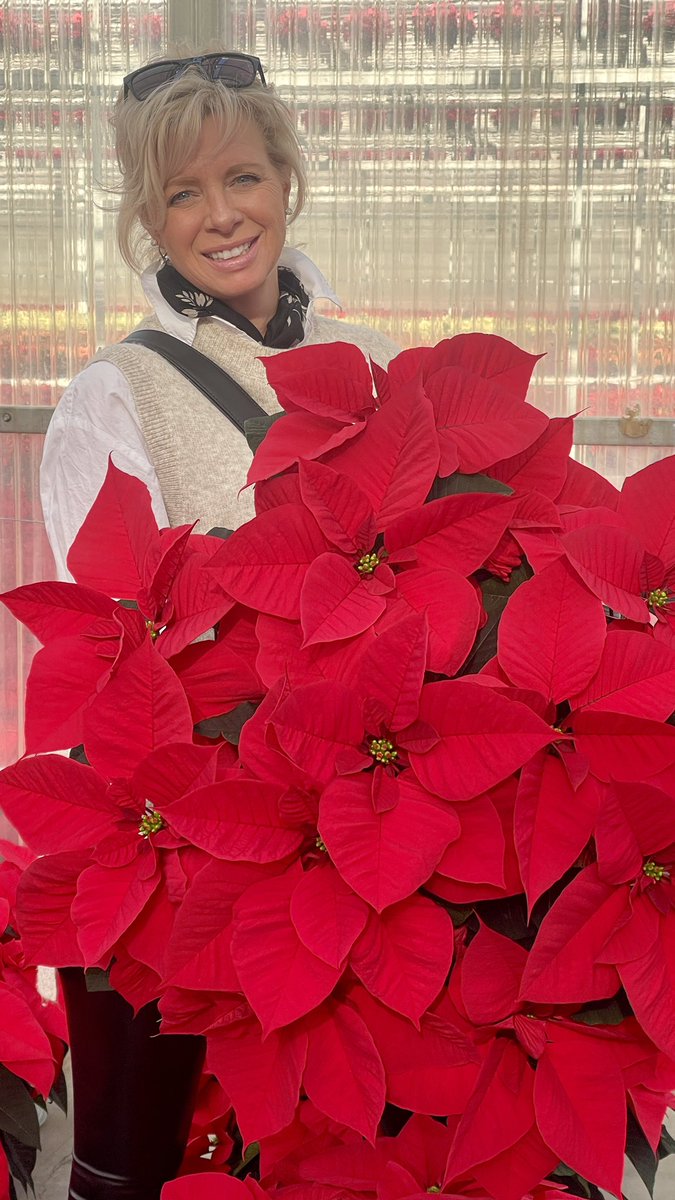 Tanya Carvalho (@tanyacbloomdiva) on Twitter photo NEW for 2023 Christmas Candle from <a href="/SelectaOneNA/">Selecta One</a> is a stunning rich red with great architectural shape. It is early to blush and late to flower which makes it a winner for grower, retailer and consumer! #Christmas #poinsettias #bloomdiva #poinsettia
youtube.com/shorts/gX-oChR… NEW for 2023 Christmas Candle from <a href="/SelectaOneNA/">Selecta One</a> is a stunning rich red with great architectural shape. It is early to blush and late to flower which makes it a winner for grower, retailer and consumer! #Christmas #poinsettias #bloomdiva #poinsettia
youtube.com/shorts/gX-oChR…