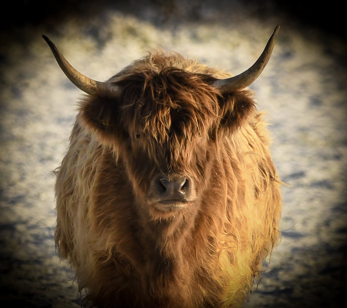 Highland Coo… here in North Yorkshire ❤️ #highlandcoo #NorthYorkMoors #NorthYorkshire #cow