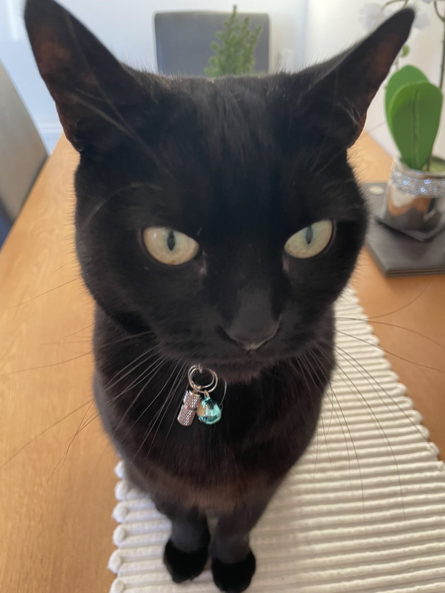 Ok, I’ll show you my whiskers just for once #whiskerswednesday #mollythemadcat #CatsOfTwitter #CatsOnTwitter #wednesday #panfursquad #wednesdaythought #blackcats #cats