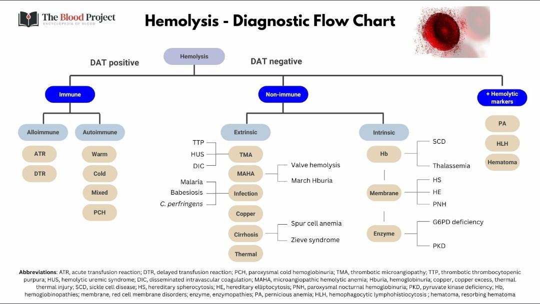Hey #medicine residents !!

𝐍𝐎𝐓 𝐀𝐋𝐋 𝐇𝐄𝐌𝐎𝐋𝐘𝐓𝐈𝐂 𝐀𝐍𝐄𝐌𝐈𝐀 𝐰/ 𝐚 𝐏𝐎𝐒𝐈𝐓𝐈𝐕𝐄 𝐂𝐎𝐎𝐌𝐁'𝐒 𝐓𝐄𝐒𝐓 𝐢𝐬 𝐀𝐈𝐇𝐀 !

𝐅𝐀𝐋𝐒𝐄 + 𝐂𝐨𝐨𝐦𝐛'𝐬 𝐭𝐞𝐬𝐭:
🔸Post blood transfusion
🔸Post IVIG
🔸HCV/HIV/rarely HBV
🔸Antiphospholipid syndrome

#MedTwitter