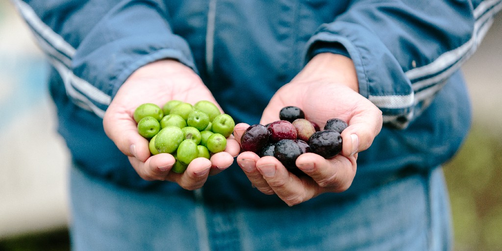 lindsayolives's tweet photo. From the olive tree to the hands of our expert craftsmen, our olives are always #PerfectedByLindsay. 🫒 https://t.co/l055eS7QlJ