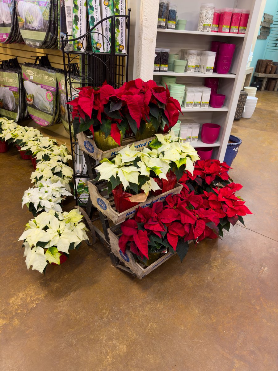Can you ever have *too many* poinsettias? 

(Asking for a friend!)