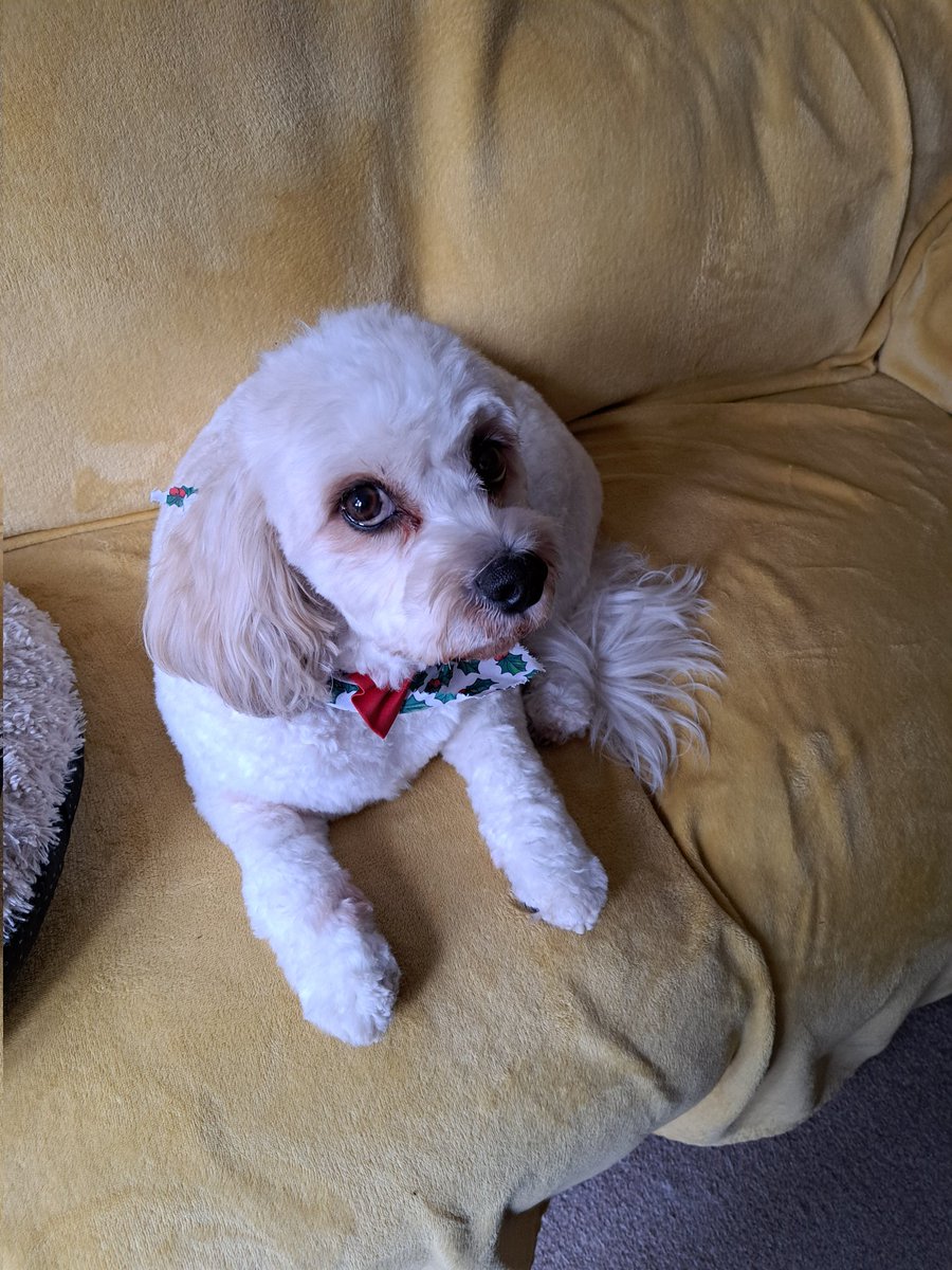 TammyMerlin's tweet photo. Spent all morning at the groomers and now Mum wants to take pictures! 🐾 https://t.co/toxf5xdSz8