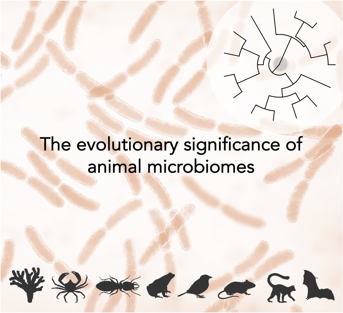 Update: The deadline to submit to our special issue 'The evolutionary significance of animal microbiomes' at <a href="/JEvBio/">Journal of Evolutionary Biology</a> has been extended to January 31st! 📑

onlinelibrary.wiley.com/page/journal/1…

Organised by <a href="/sclknowles/">Sarah CL Knowles</a>, <a href="/arsweeny/">Amy Sweeny</a>, <a href="/FloMazel/">Florent Mazel</a>, <a href="/ElinVidevall/">Elin Videvall</a>
We look forward to your submissions!