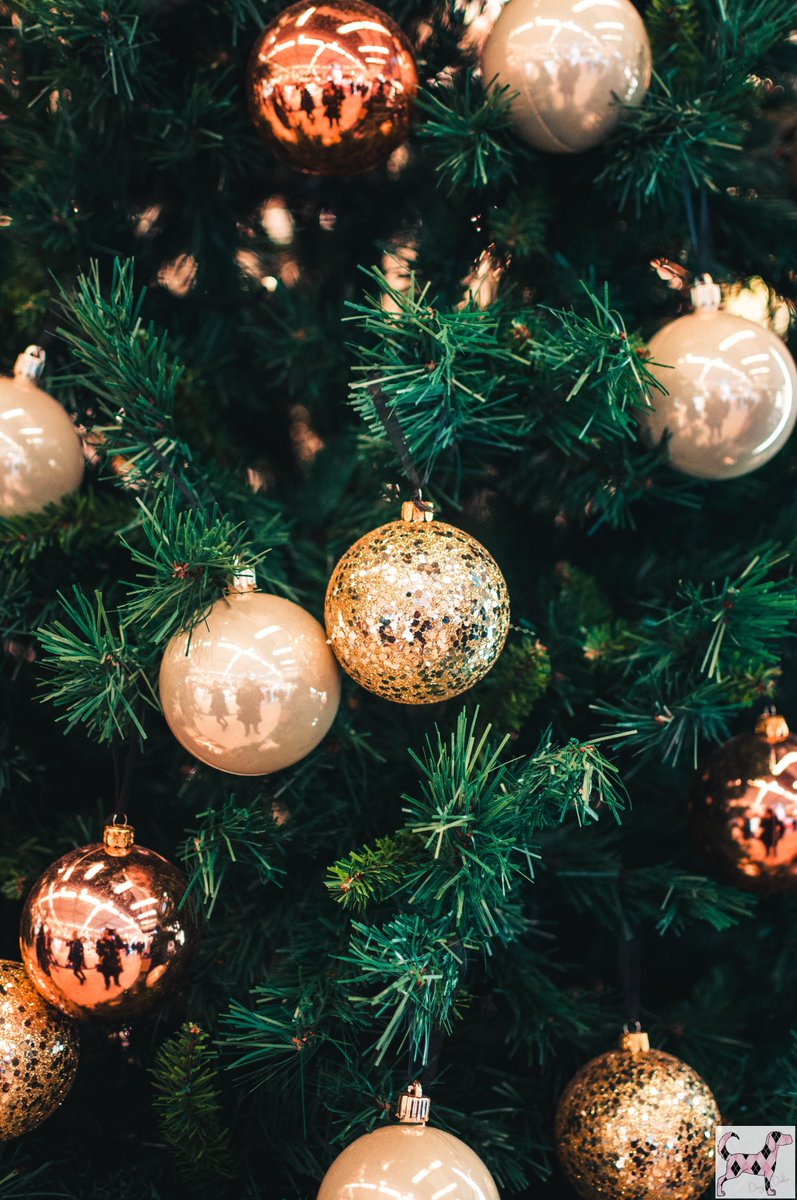 Holiday safety tip! 🎄

Position your tree's lights and tinsel away from the bottom of the tree where your dogs can reach them. Some dogs can climb up or into trees and can even knock them over. 

#DogsbyDebin #AnimalRescue #DogLovers #Dogs #AnimalShelters