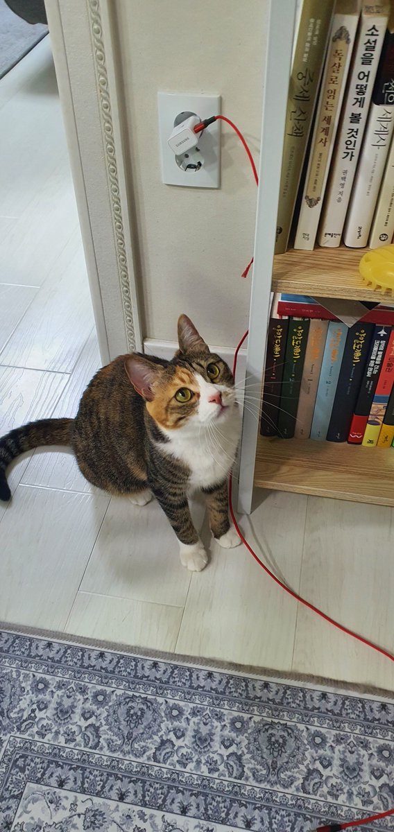 코코미미 가족을 찾습니다

코코 : 3세 여아 고등어코숏 중성화O
 아직 사람과 낯가림, 사람 관찰 좋아함♥

미미 : 2세 예아 삼색이코숏 중성화O
 사람 좋아함, 따라다니면서 대답도 함♥

너무 착하고 예쁜 아이들이 동반입양처를 찾고 있습니다. 입양을 생각하는 주변 분들에게 소개시켜주세요🙏😢