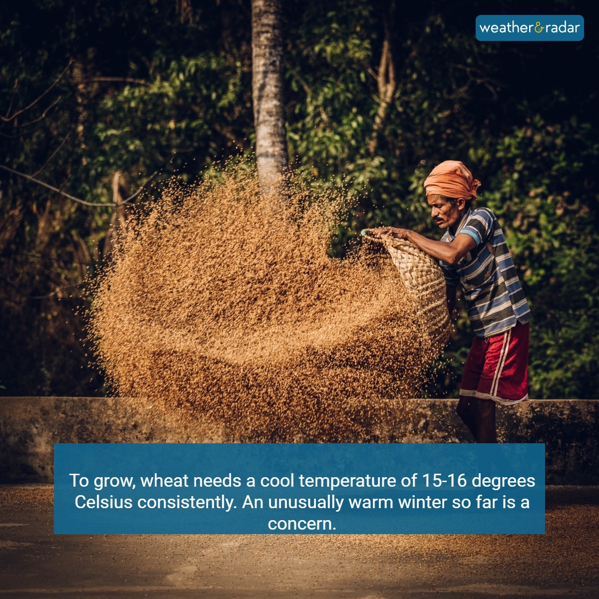 WeatherRadar_IN's tweet photo. 🌾👨🌾It's been an unseasonably warm winter in the Northern parts, putting wheat crops at risk.
#winterseason #winter #indianfarming #indianfarmer #farming #farmweather #weather https://t.co/RPEbqI35hx