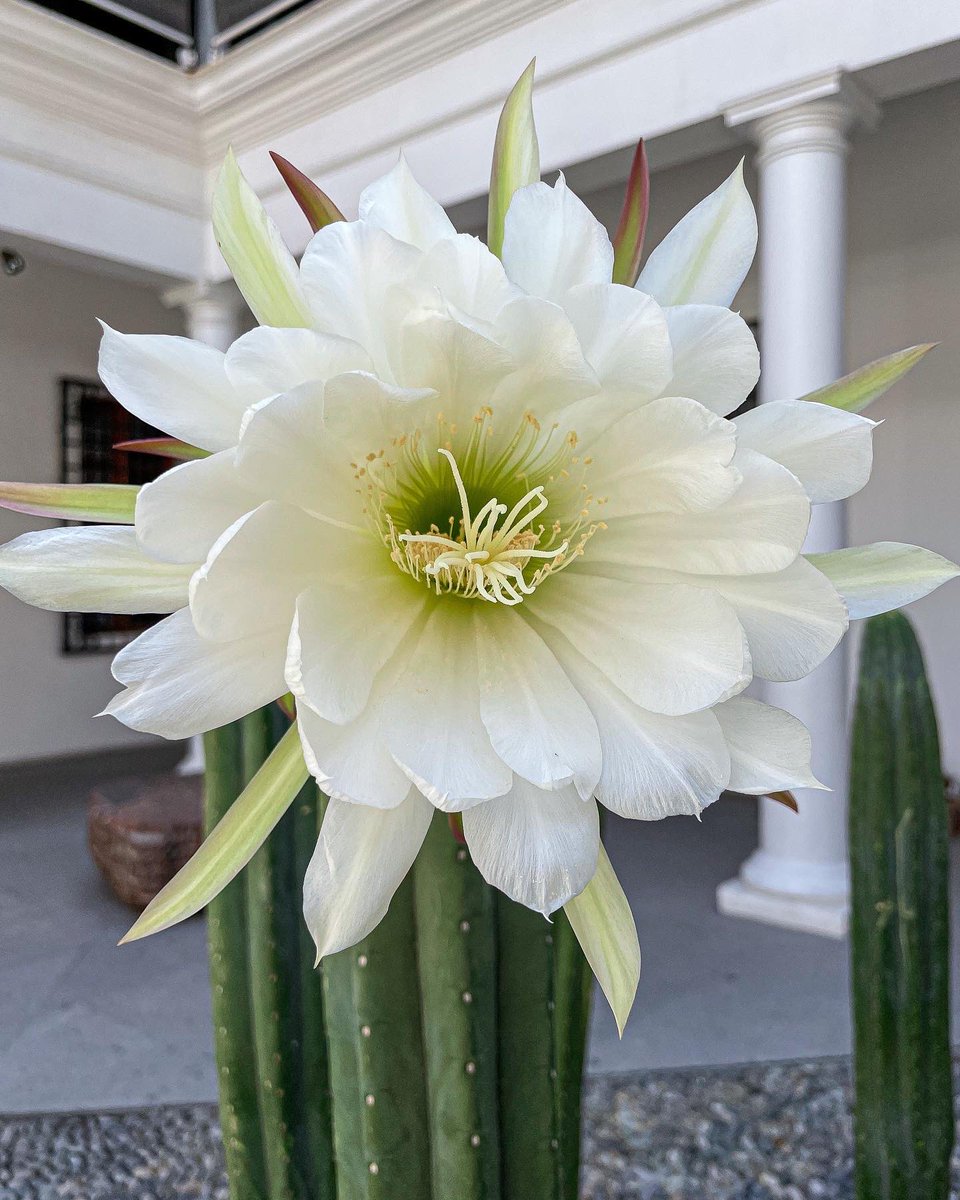 precolombinocl's tweet photo. Hoy floreció esta maravilla en el Museo🌵🌸

Para nuestra expo 𝘾𝙝𝙖𝙢𝙖𝙣𝙞𝙨𝙢𝙤: 𝙑𝙞𝙨𝙞𝙤𝙣𝙚𝙨 𝙛𝙪𝙚𝙧𝙖 𝙙𝙚𝙡 𝙩𝙞𝙚𝙢𝙥𝙤 trajimos varios cactus San Pedro, y un día antes de la inauguración esta flor quiso abrir 😊 

¿Sabías que esta flor vive alrededor de 24 horas? 😦 https://t.co/Rh84NtIzUo