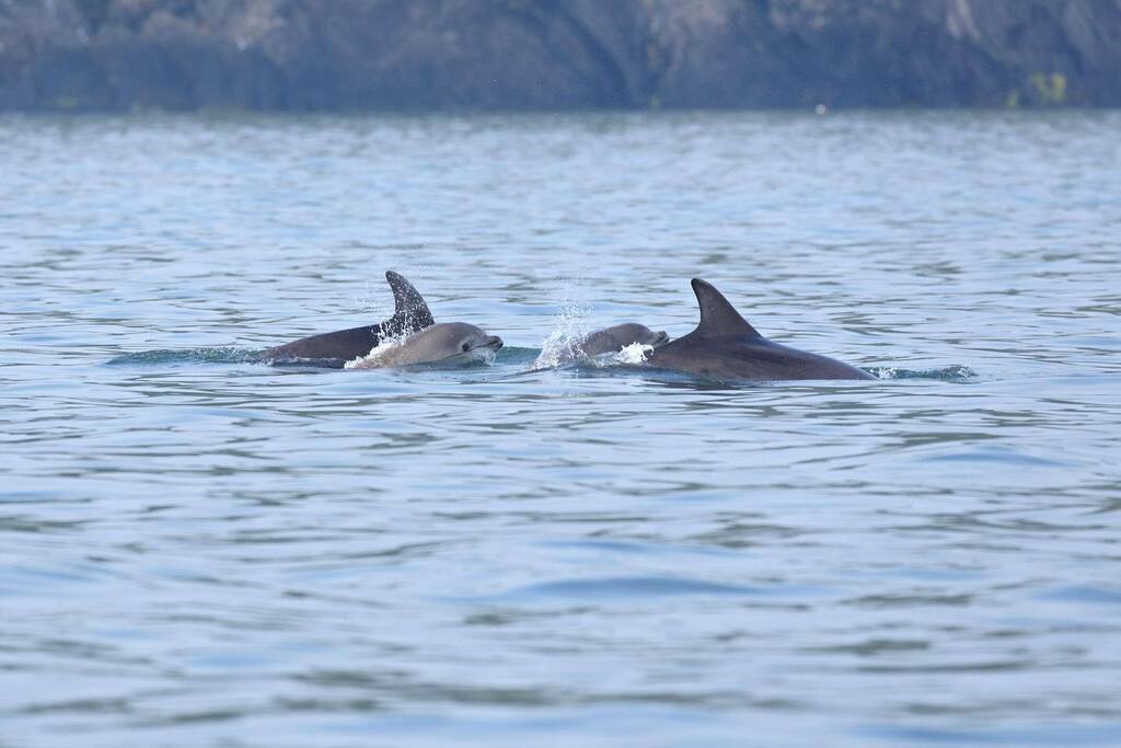 Bottlenose dolphins! 
We never tire of seeing these majestic creatures. 
With Cardigan Bay being home to over 300, the largest residential pod in Europe, it’s a great place to see them from land or sea. 

Notice the two calves spy hopping next to their m… instagr.am/p/CmJwp82qzoX/
