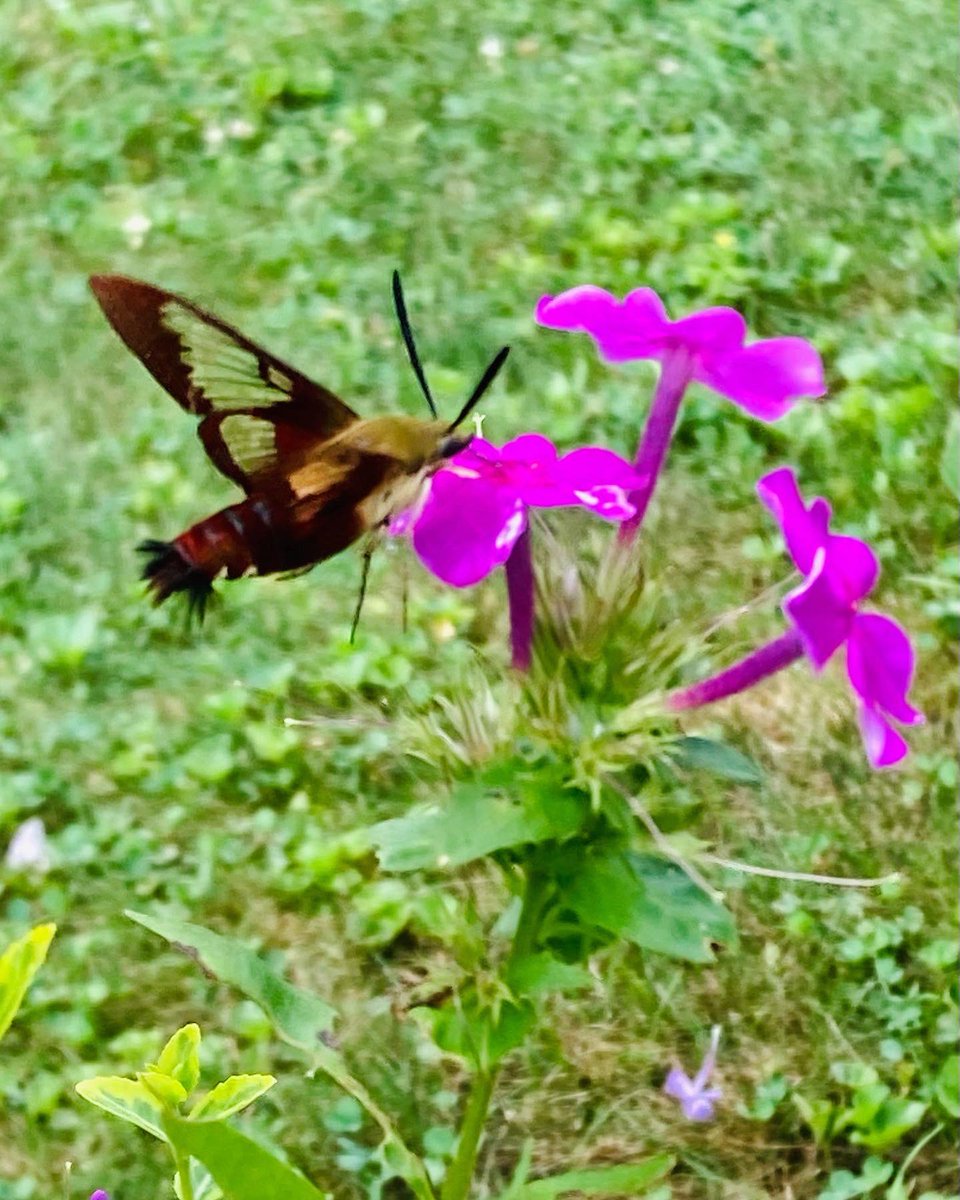 MHJGardenDesign's tweet photo. We had more #hummingbirdmoths (and hutterflies!) in the garden this year than ever before! Beautiful flowers attract lots of flying friends 💐
#flowers #phlox #GardeningTwitter https://t.co/2UOGWETK46