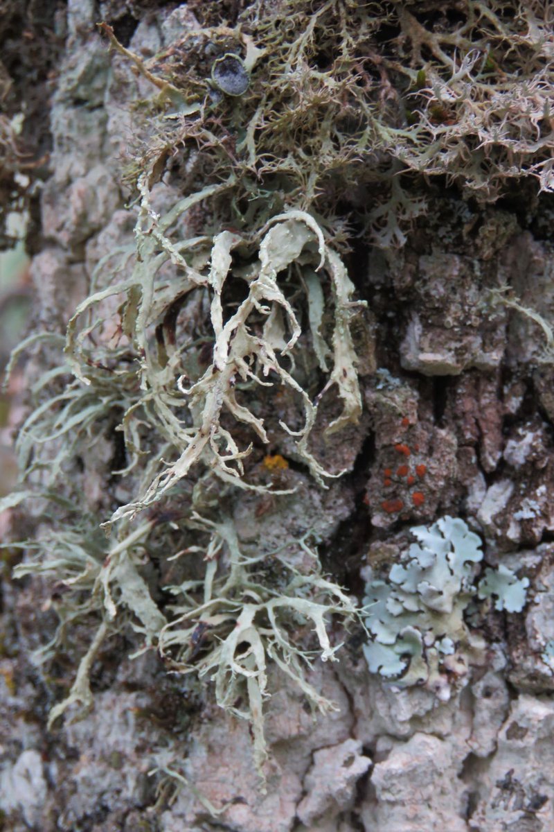 "Minibosques" dentro del bosque. Es lo que encontramos sobre los troncos de algunos árboles, cuanto más viejos y en bosques menos alterados mejor. Líquenes, hongos y musgo forman estos pequeños ecosistemas poblados de numerosos invertebrados #ProyectosPRTR #NextGenerationEU