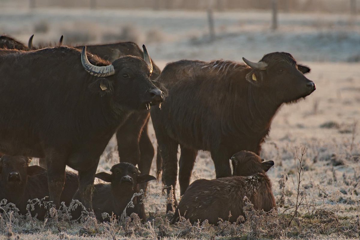 ArieJanVT's tweet photo. Ook bij de #waterbuffels in @biesbosch is het bar #koud #vrieskou #natuurfotografie #NaturePhotography https://t.co/D5FoP7f8LC
