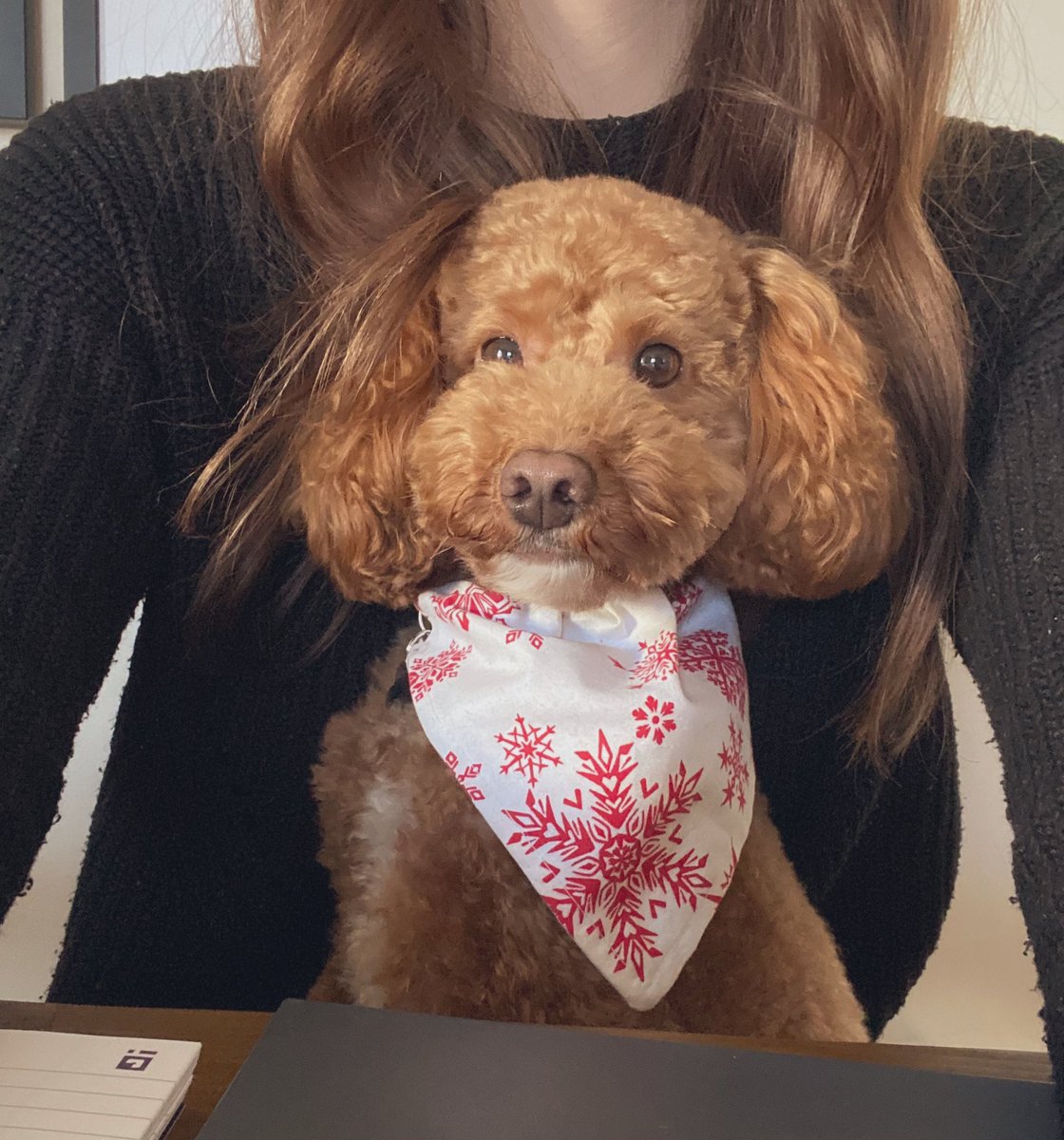 Rupert was very excited for his MS Teams lecture this afternoon! 🤓 #officedog #lecturebuddy @UCLan <a href="/UCLanODP/">ULanOperating Department Practice</a>