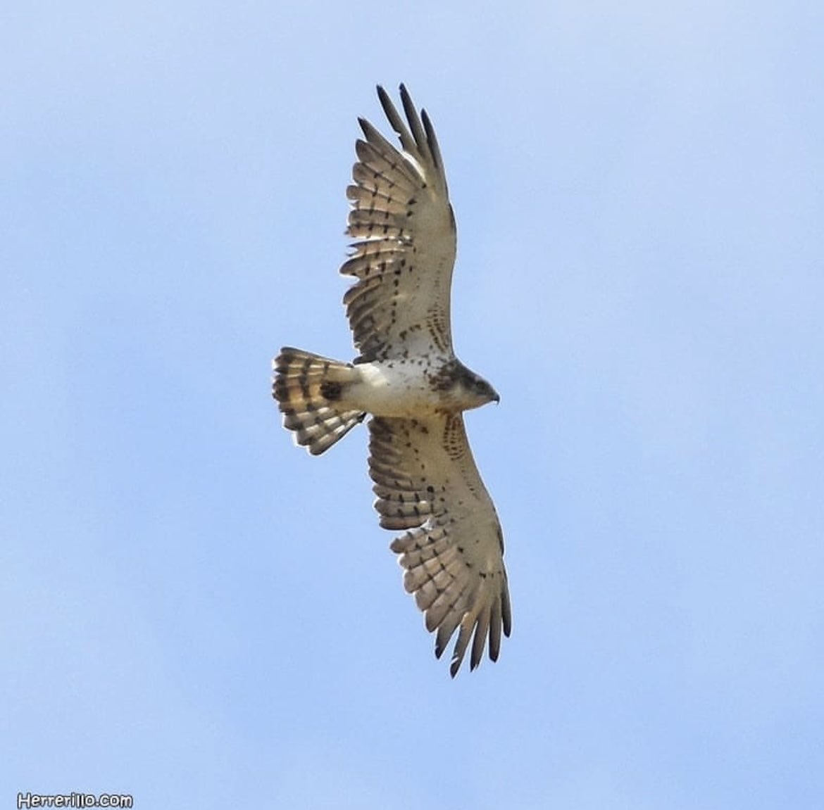 herrerillo_com's tweet photo. Os he preparado un pequeño hilo de identificación de algunas rapaces en vuelo (no están todas), con información muy básica para saber en qué fijarse.
Espero que os sea de utilidad 😜
Abro hilo 🪡🧵 https://t.co/jGfyTLzvtz