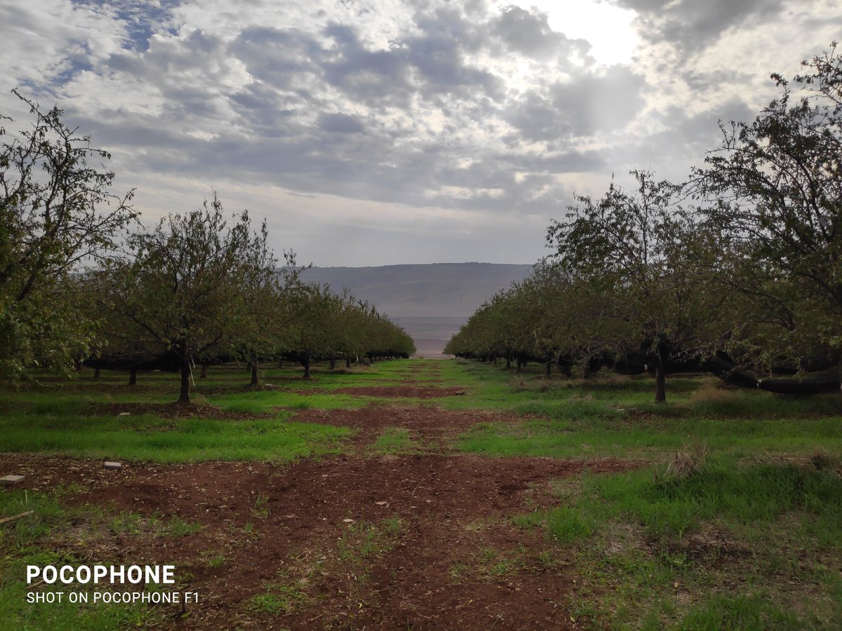HilaSegre's tweet photo. First project starting in my new lab 😁  on flowering cover crops to boost wild pollinators and pollination in almonds. Busy days meeting the farmers and learning about their problems (and eating almonds). https://t.co/RVN2DBr8UY