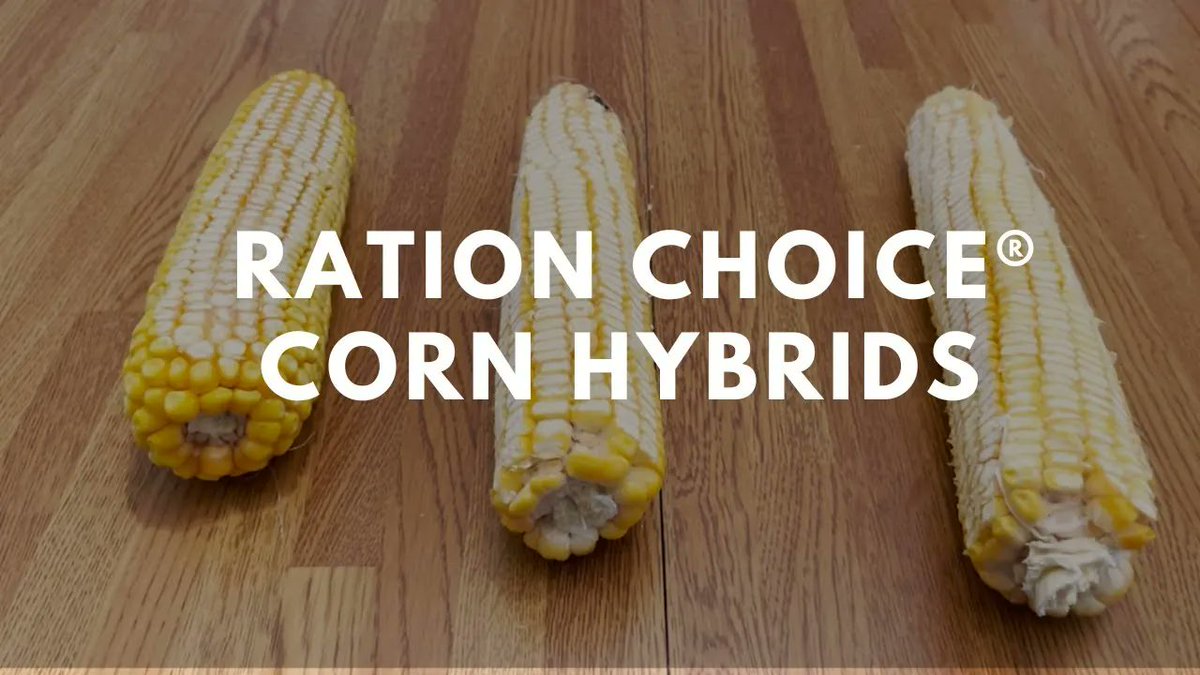 LegacyYields's tweet photo. You can learn a lot about starch and digestibility by slicing corn kernels in half. 

Learn from Judd Hodgen, our district sales manager in East Central WI, as he shows how to judge a cob from the inside out.  

https://t.co/vzhnALy6nu https://t.co/gDeK5g931f