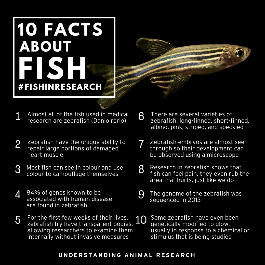 10 facts about fish: 
🐟 zebrafish are the second most used animal in scientific research in the UK, second to mice
🐟 We share 84% of genes known to be associated with human disease, and more!
#AnimalResearch #FishInResearch