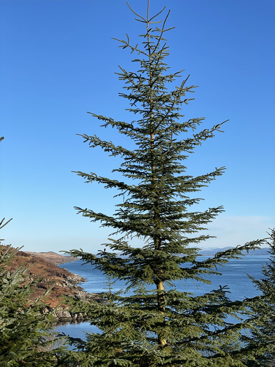 Christmas tree shopping on the Isle of Jura. This one might not be big enough… #xmastree #gin