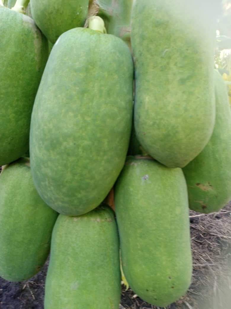 Remed_fey's tweet photo. Sitwayen sa se yon agwonòm , se nan nòdès peyi'a , li menm ki fè plantasyon sa . Èske'w konnen papay se yon fwi esansyèl pou sante'w ?

Se pa Kawotchou lap boule , se pa dechoukay lap fè...etc Nou pap pataje foto'a pou lòt Moun dekouvri sitwayen kap travay anndan Peyi a . https://t.co/3sdk6CMm1w