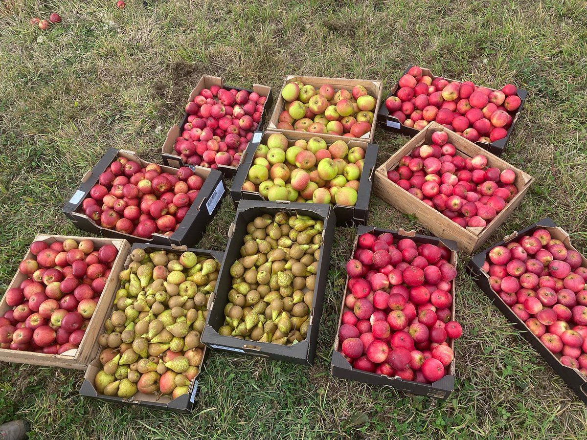 Good Food Oxfordshire (@goodfoodoxford) on Twitter photo We spoke to the <a href="/earth_trust/">Earth Trust</a> recently about how #gleaning can help contribute to reducing waste, connect land managers to local community groups and increase access to fresh fruit and veg, especially as food prices increase. Read our blog: goodfoodoxford.org/blog/how-glean… We spoke to the <a href="/earth_trust/">Earth Trust</a> recently about how #gleaning can help contribute to reducing waste, connect land managers to local community groups and increase access to fresh fruit and veg, especially as food prices increase. Read our blog: goodfoodoxford.org/blog/how-glean…