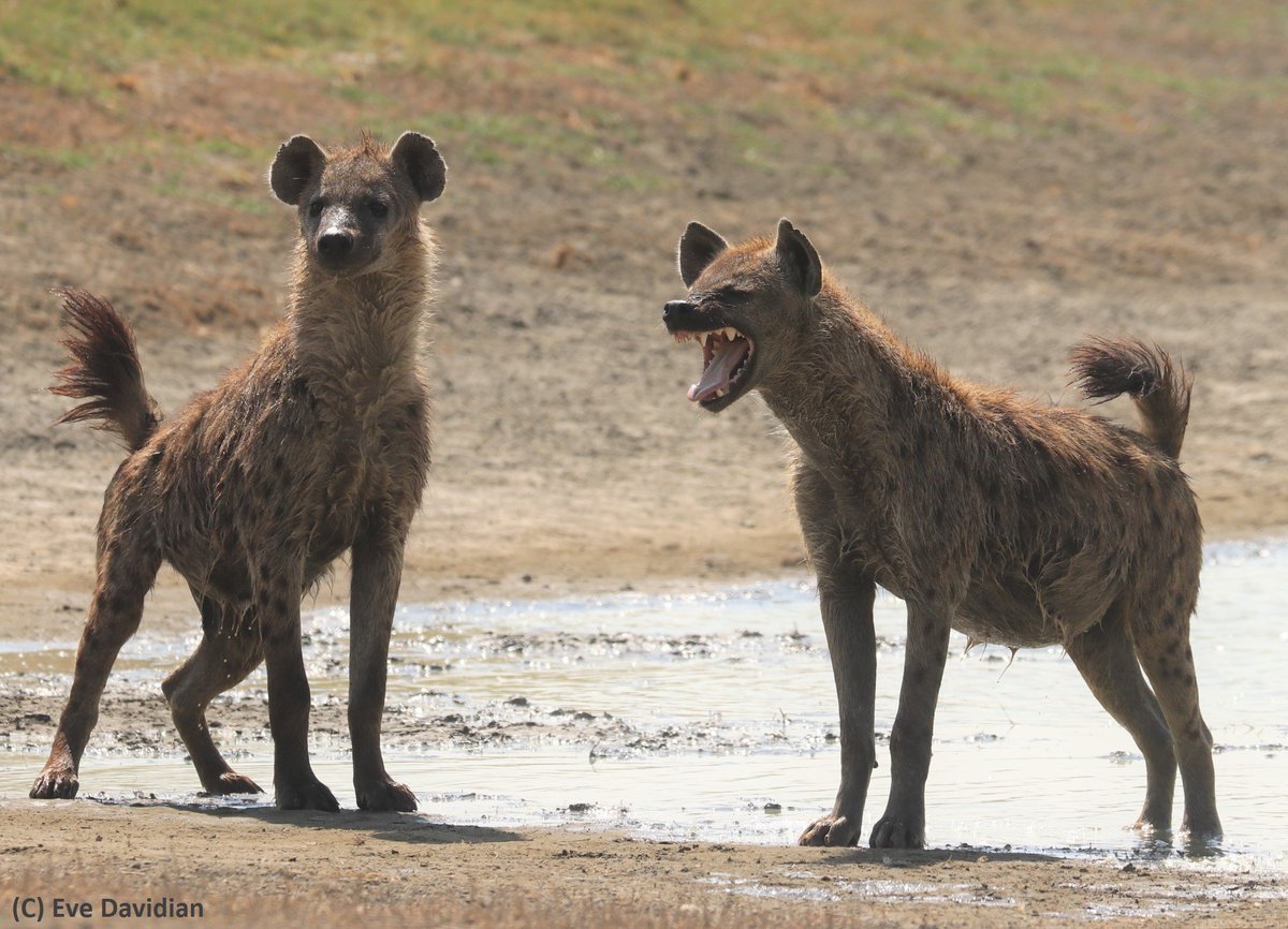 HyenaProject's tweet image. 70% of #hyena twins, 36% of buddies and only 7% of strangers settle in the same clan.

Coordination is driven by combo:
(1) passive process =  ♂️with similar genes + social upbringing think/act alike &amp;amp;
(2) adaptive decision = when settling with kin is beneficial #KinSelection
2/3