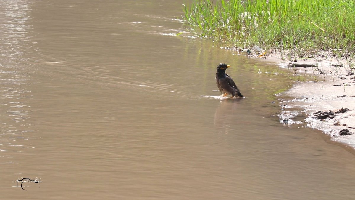 kahanisaaz's tweet photo. ANGRY BIRD 
a click by His Majesty Mr. @Naveeedakbar  

#ANGRE #angry #angrybirds #art #birds #funinwater #funinthesun #potd #art #nature #natureshots #naturelover #naturephotography #wildlife #wildlifeart #wildlifephotography #wildlifeonearth #wildlifeplanet #anger #angerissues https://t.co/H8tAHogDFf