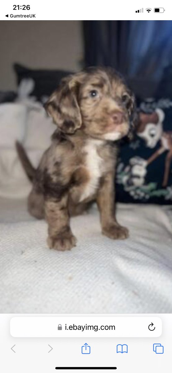 Our chosen puppy ❤️