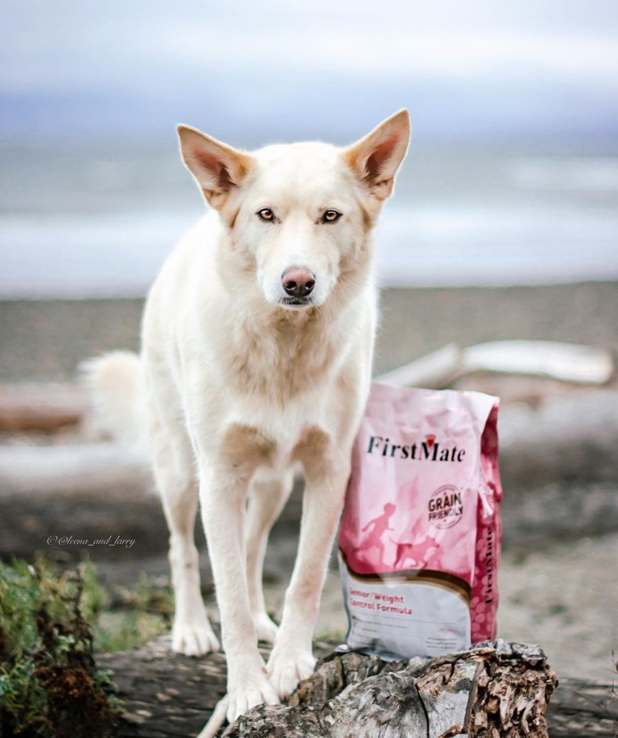 Our Grain Friendly Senior/Weight Control Formula is a low-carb, low-fat diet ideal for less active and older dogs. ⁠
⁠
This grain-friendly formula uses Wild Caught Herring, Anchovy, and Sardines as a healthy source of protein.⁠
⁠
📷️: <a href="/leena_and_larry/">Chantael | Leena & Larry</a>⁠