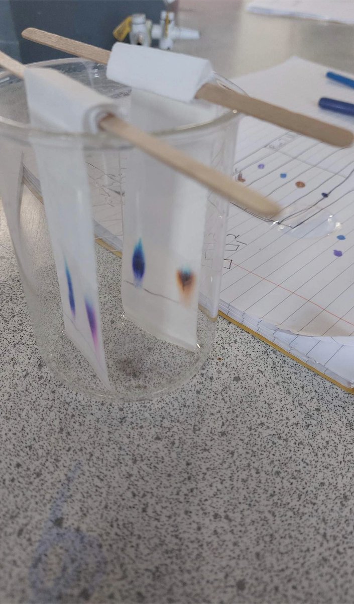 SciencePlume's tweet photo. As part of their learning about separation of mixtures, Mr Botha’s year 7s have been using chromatography to separate the different components in the ink of felt pens. Great work👍 https://t.co/mwJgPuqkRr