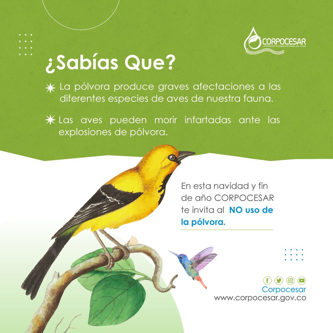 Corpocesar's tweet photo. ¿Sabías Que?  

La pólvora produce graves afectaciones a las diferentes especies de aves de nuestra fauna 

CORPOCESAR en esta navidad y fin de año te invita al NO uso de la pólvora. 

#CorpocesarTeInforma https://t.co/msJnzJrcuS
