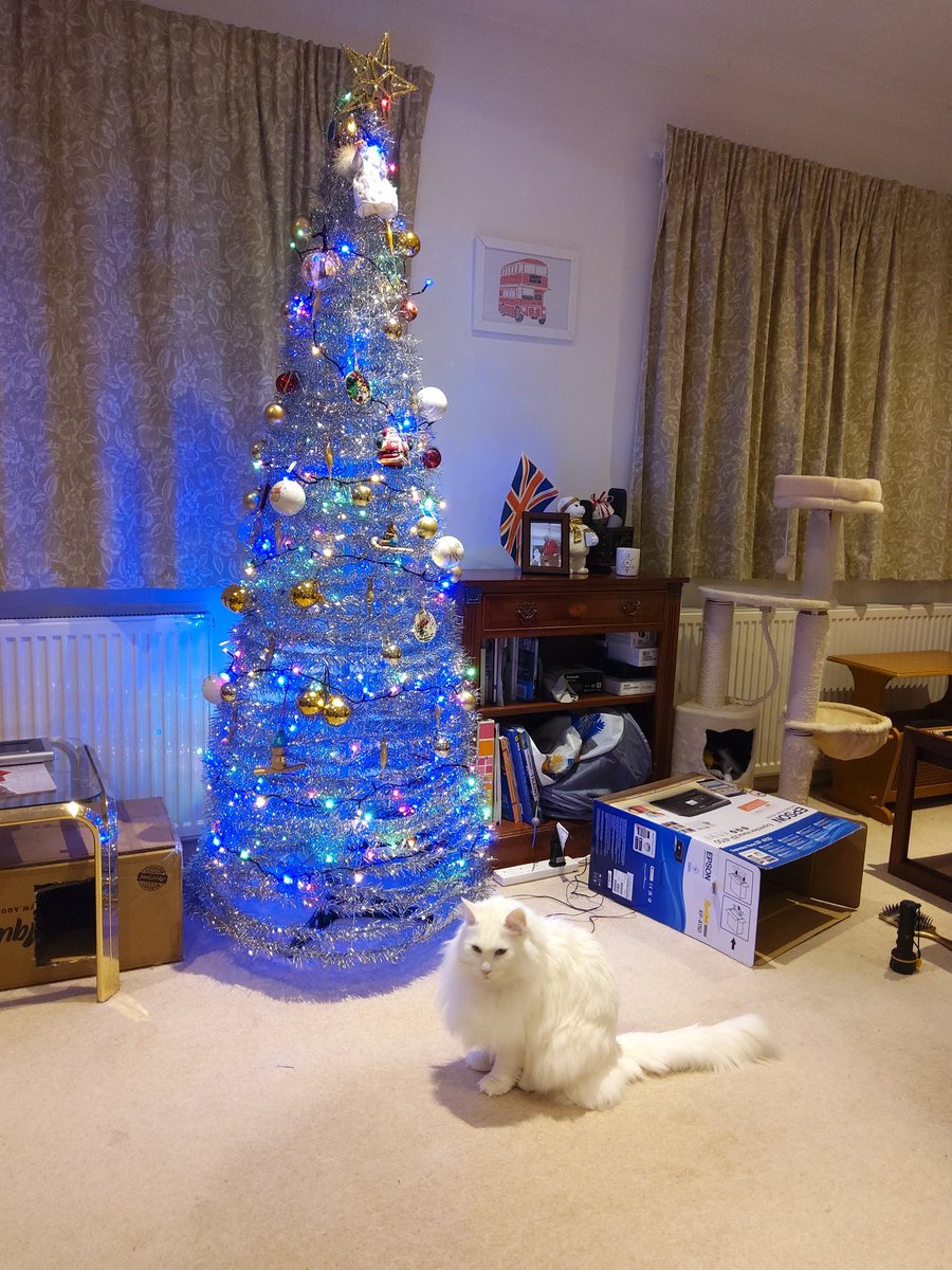 Duchess looking very smug after helping putting the lights and decorations on the Christmas tree.