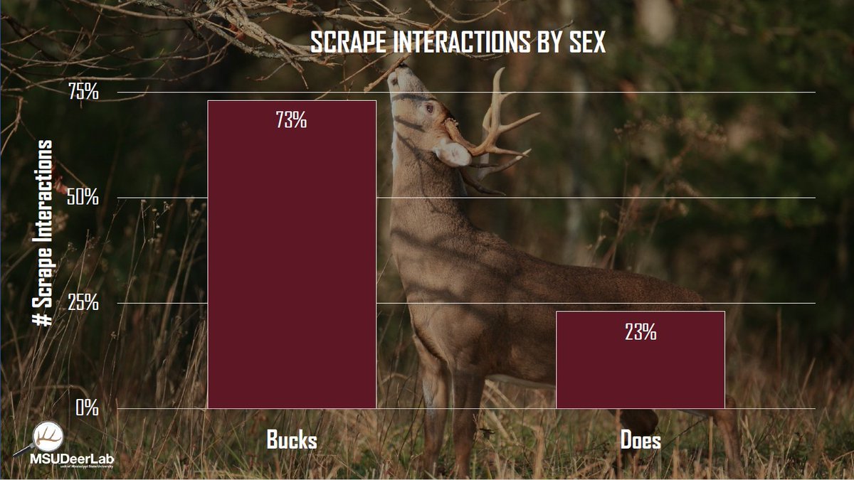 MSUDeerLab tweet media